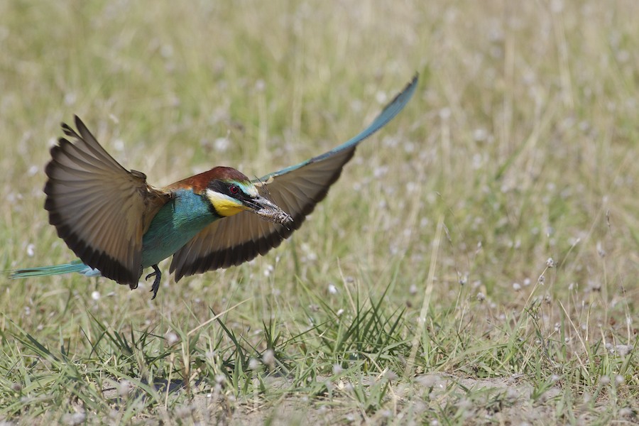 Bee Eater 24